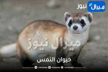 حيوان النمس