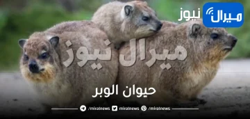 حيوان الوبر