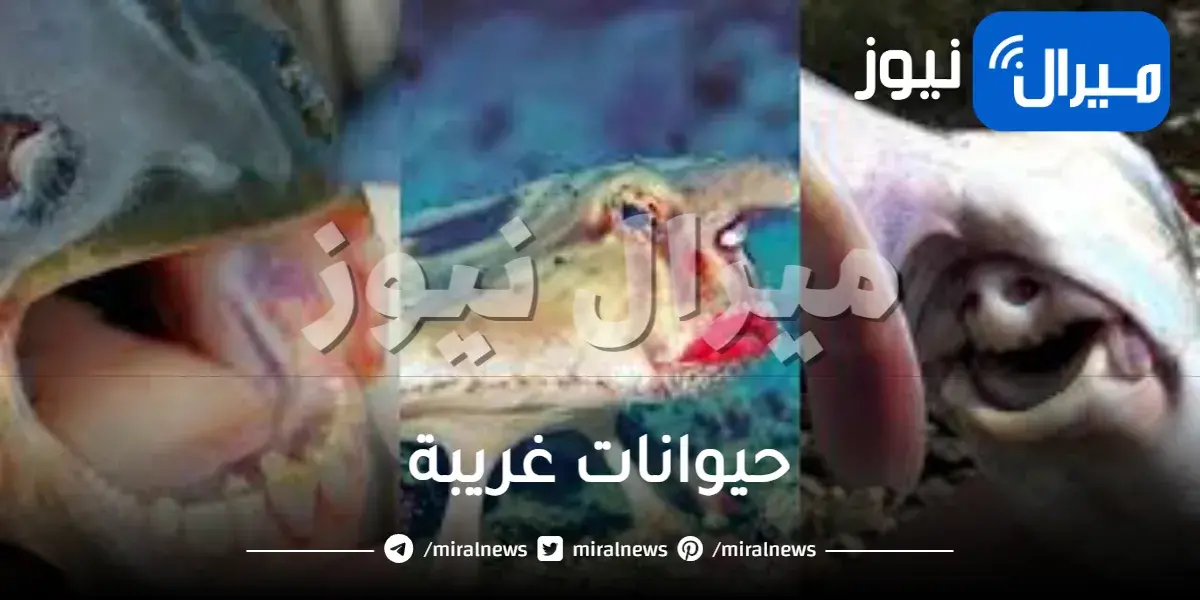 حيوانات غريبة