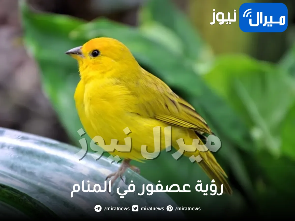 رؤية عصفور في المنام للمرأة وللمتزوجة و للرجل