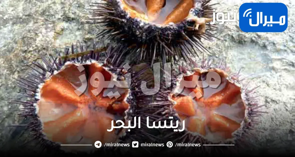 ريتسا البحر