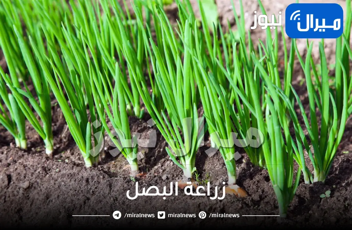 زراعة البصل من الألف إلى الياء