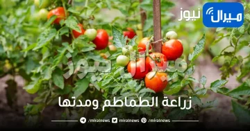 زراعة الطماطم ومدتها