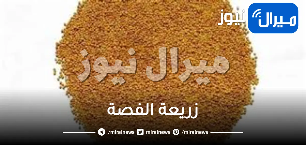 زريعة الفصة| أهم فوائد زريعة الفصة لزيادة الوزن والشعر كيفية استعمالها تجربتي في سطور