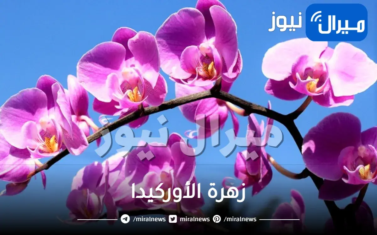 زهرة الأوركيدا