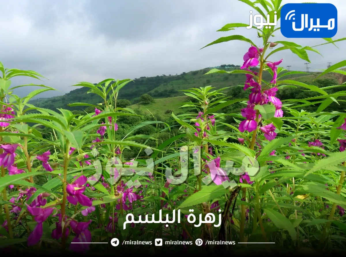 زهرة البلسم