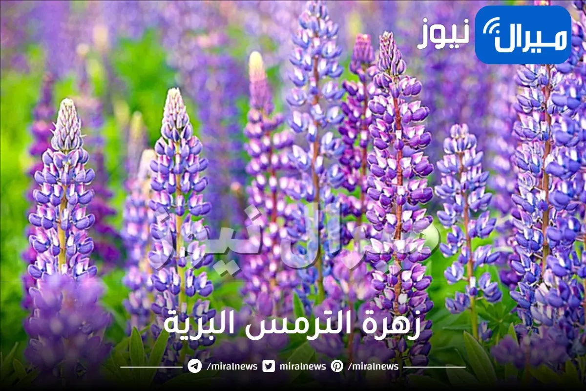 زهرة الترمس البرية