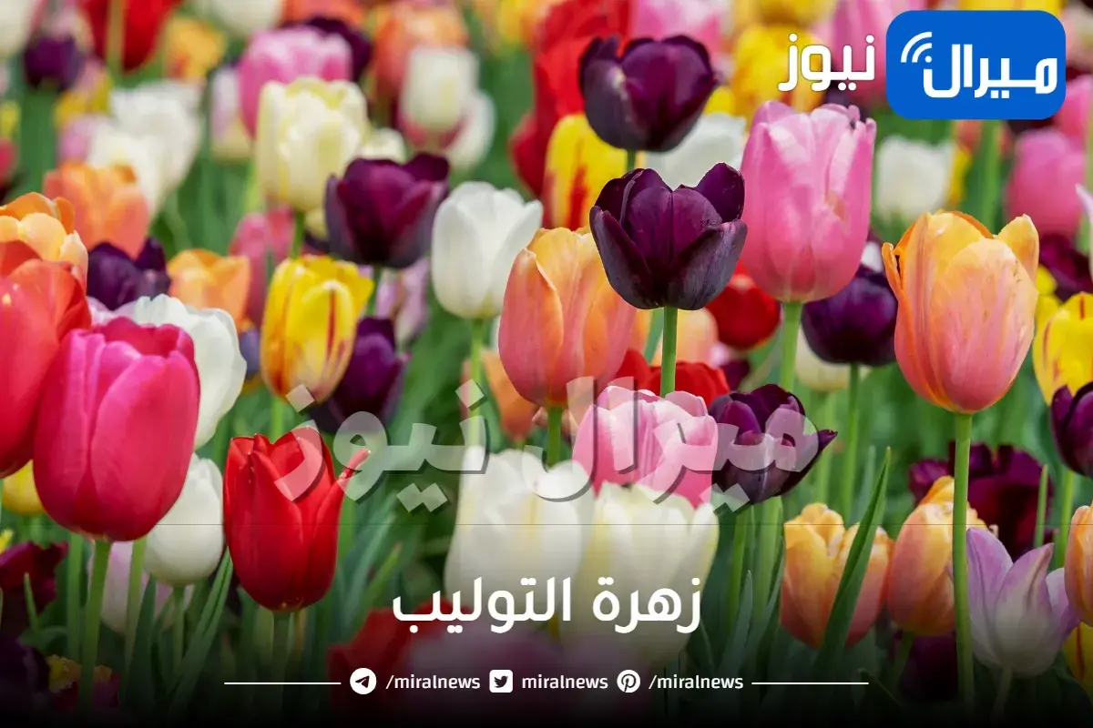 زهرة التوليب
