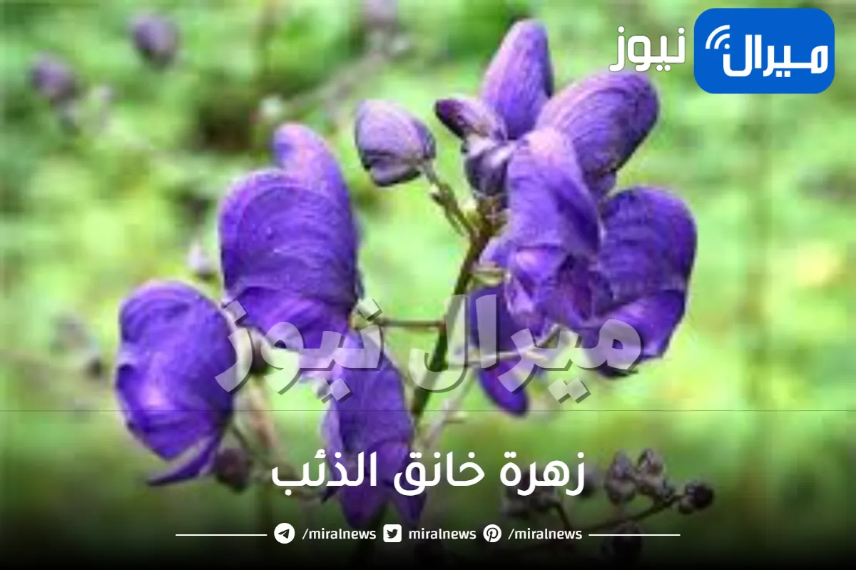 زهرة خانق الذئب