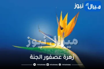 زهرة عصفور الجنة