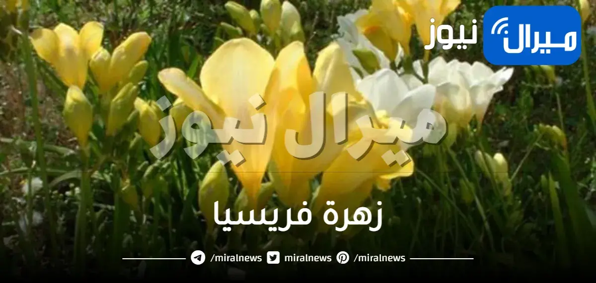 زهرة فريسيا