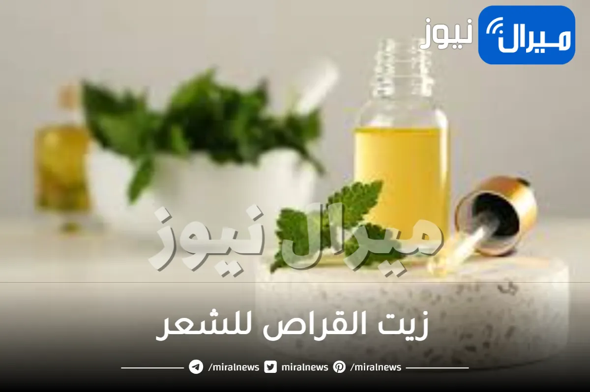 زيت القراص للشعر .. 5 طرق لاستخدامه