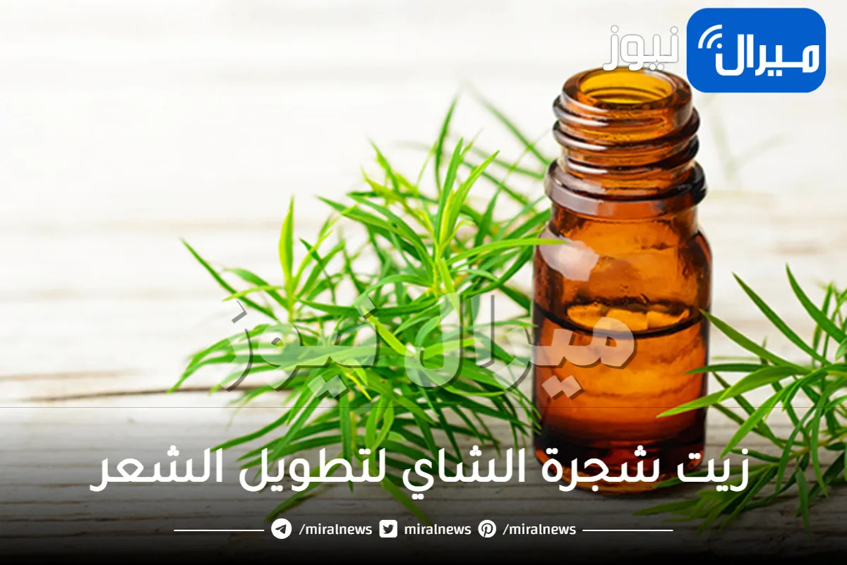 خلطات زيت شجرة الشاي لتطويل الشعر
