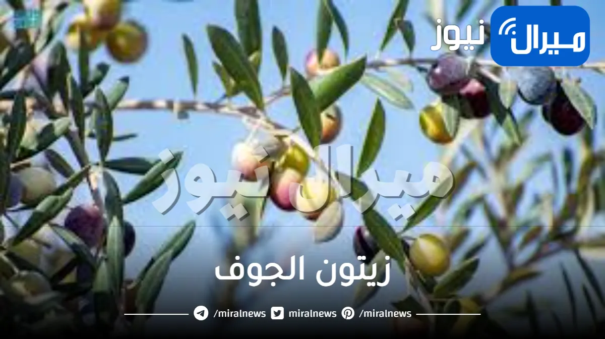 زيتون الجوف