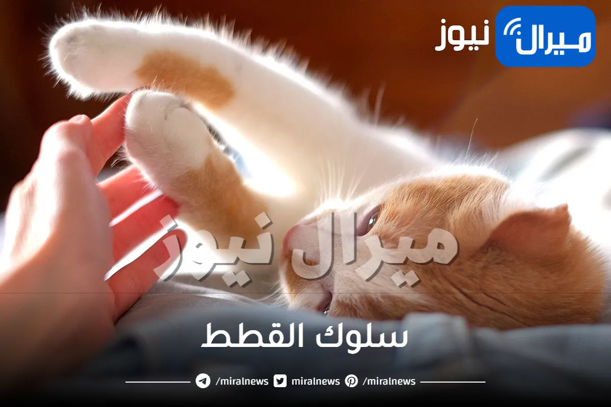 سلوك القطط والحركات الغريبة و فك شفرات سلوك القطط