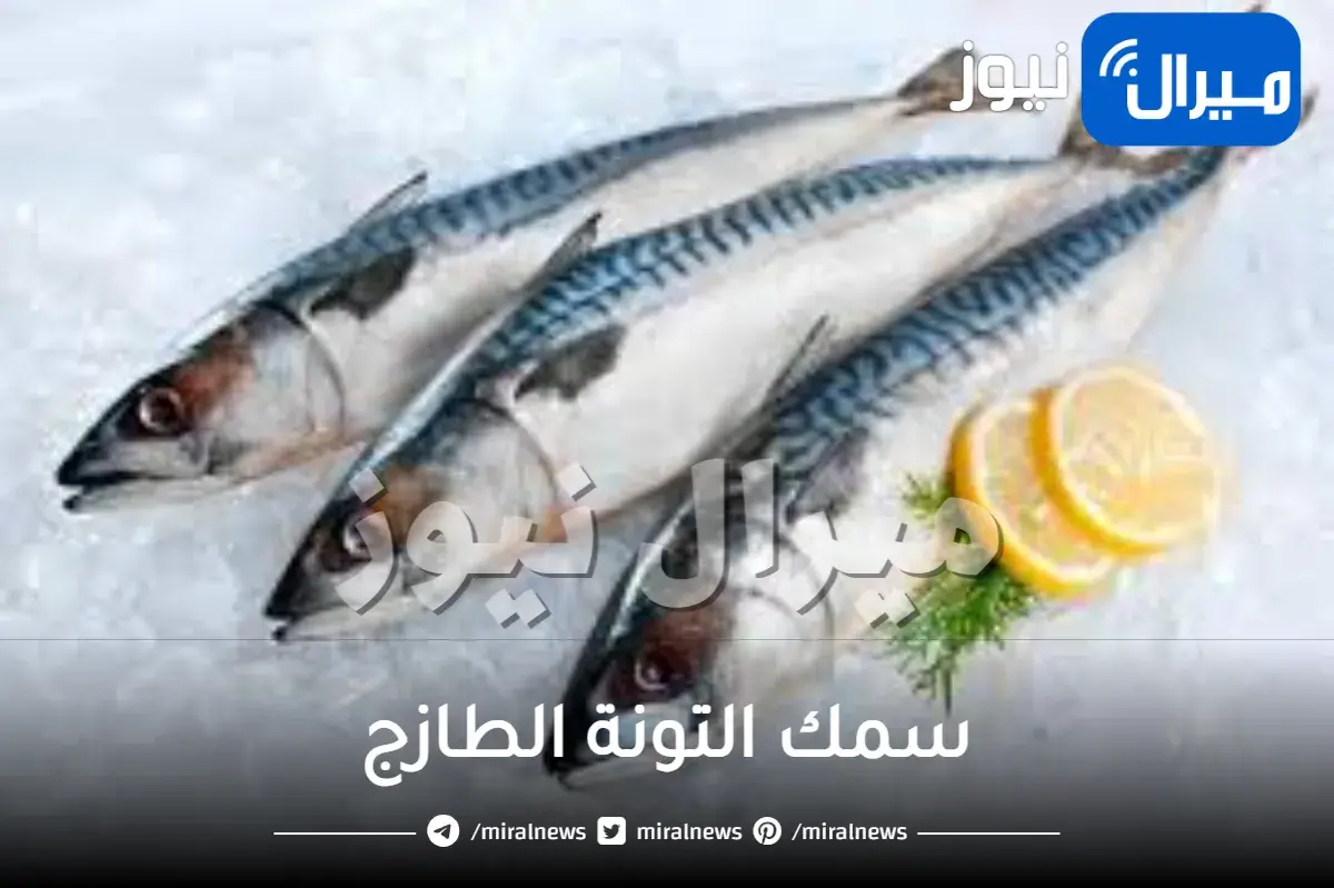 سمك التونة الطازج وجلده وسعره