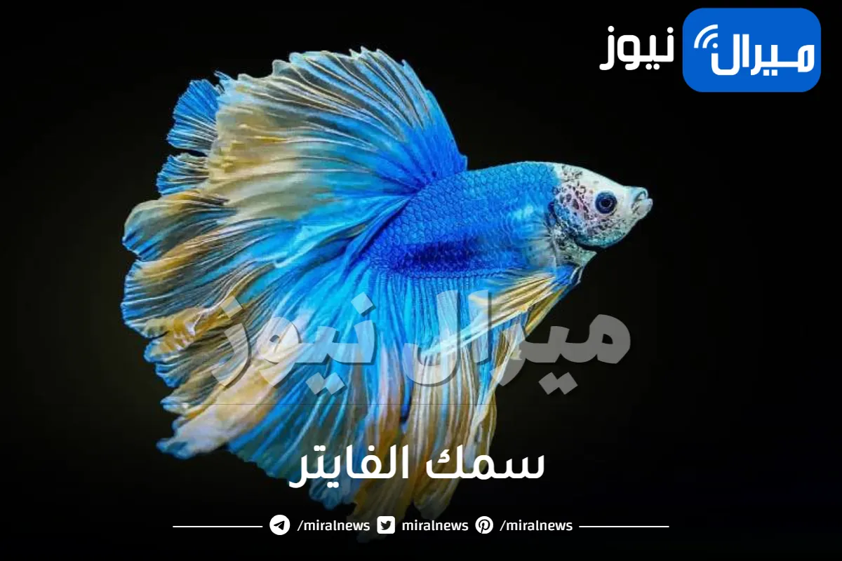 جميع المعلومات عن سمك الفايتر
