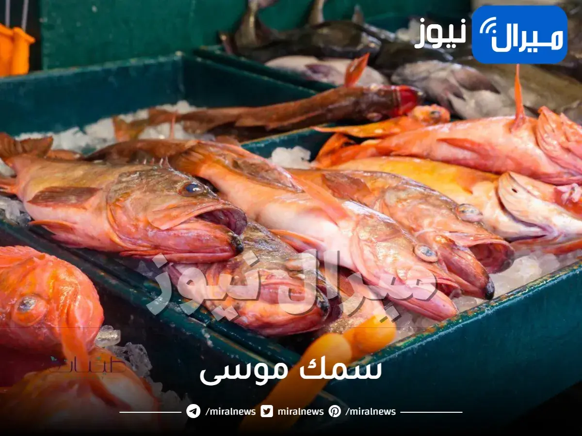 سمك موسى