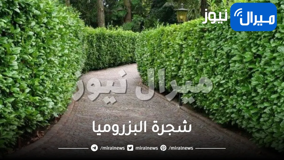 شجرة البزروميا