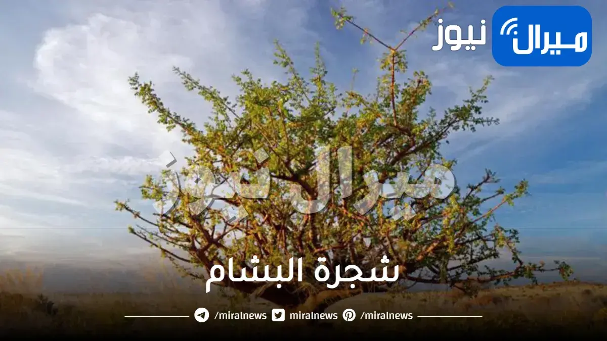 ما هي فوائد شجرة البشام للسيدات