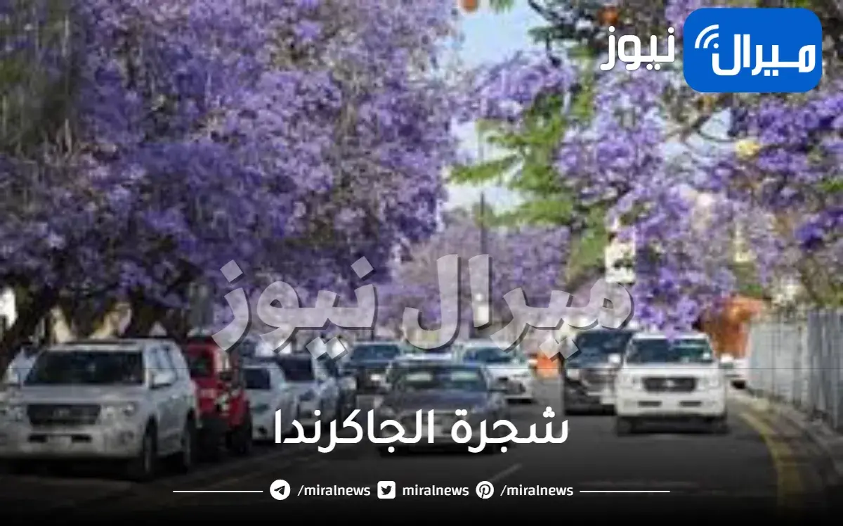 شجرة الجاكرندا في الرياض