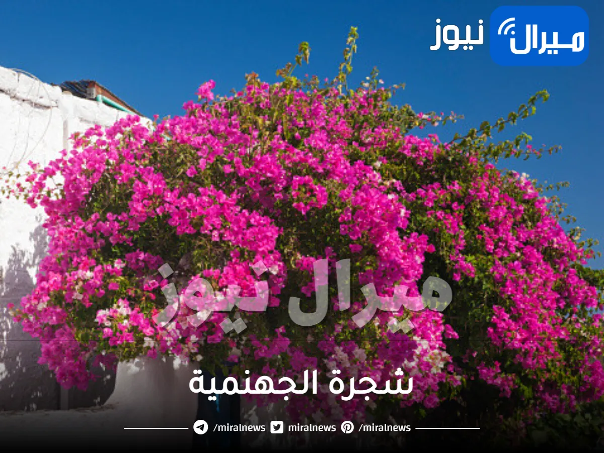 شجرة الجهنمية