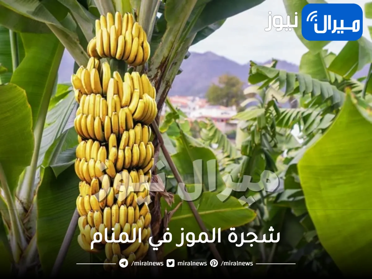 شجرة الموز في المنام