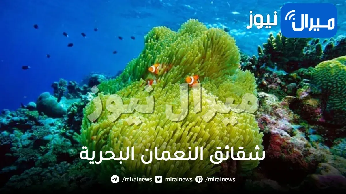 شقائق النعمان البحرية