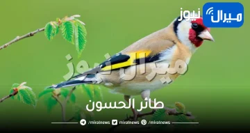 طائر الحسون الرائع أفضل طيور الزينة ذات الصوت العزب