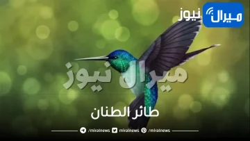 طائر الطنان واهم المعلومات عنه
