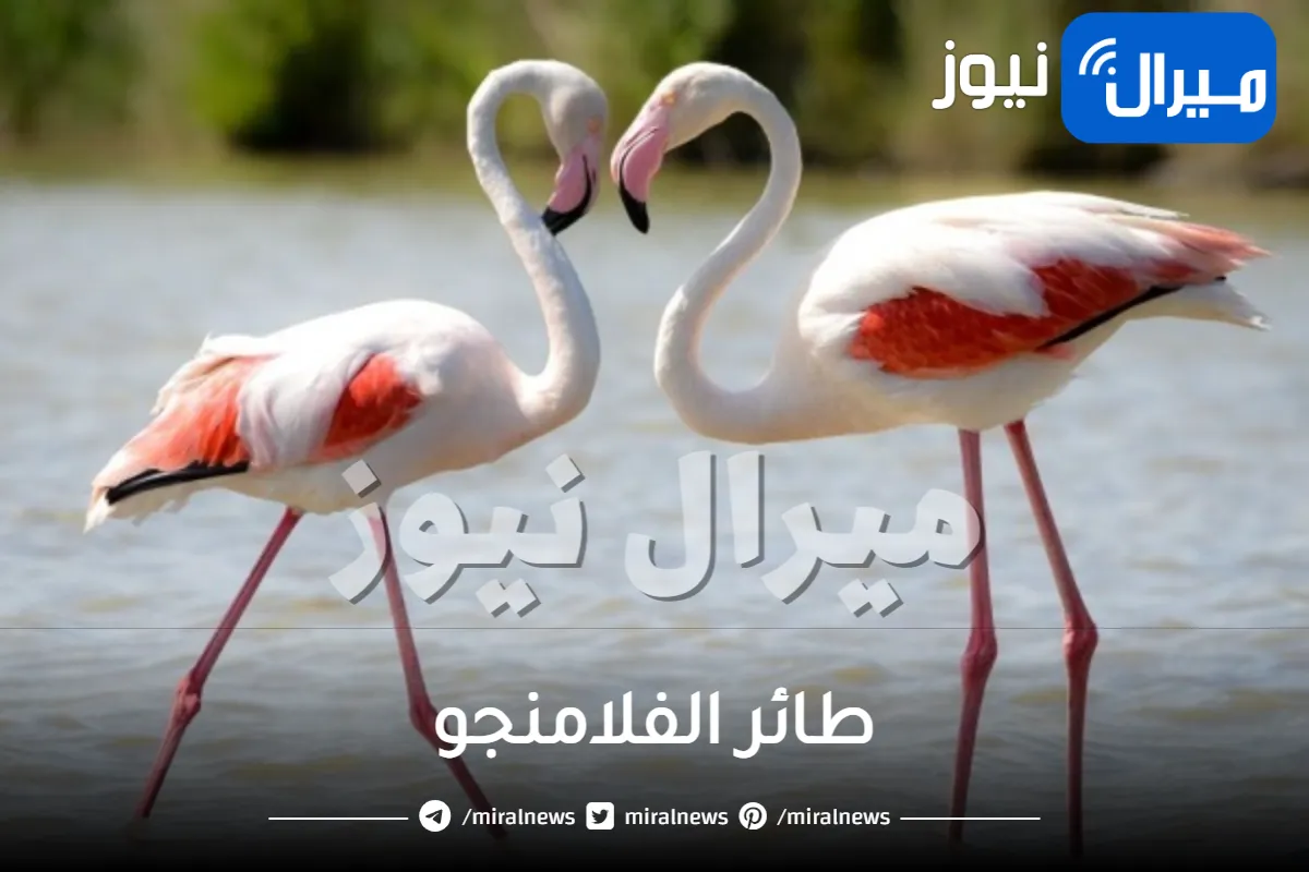 طائر الفلامنجو