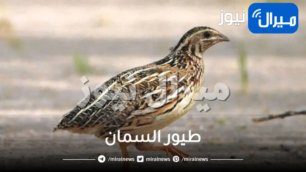 طيور السمان