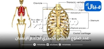 كم عدد ضلوع القفص الصدري لجسم الإنسان وما أسماء العظام الموجودة فيه