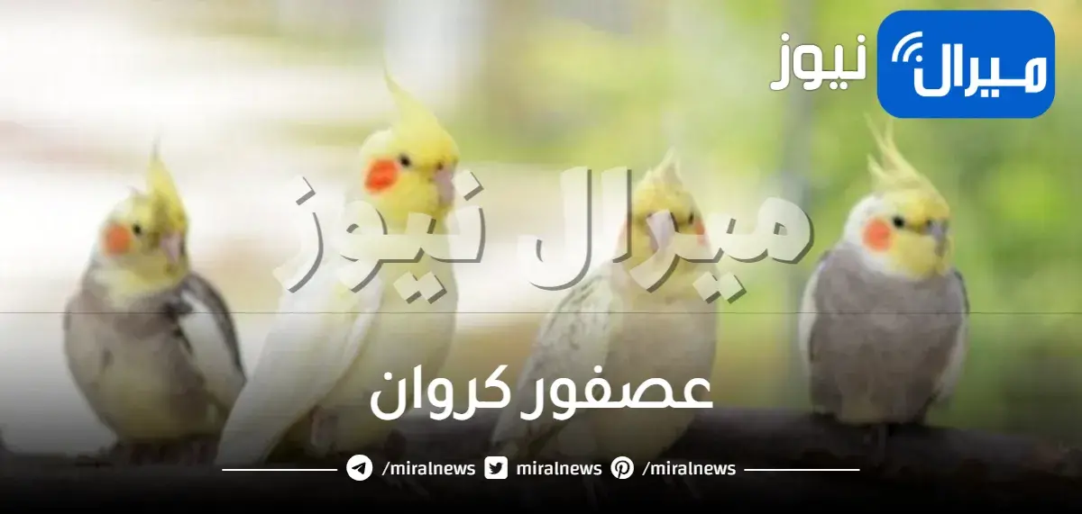 عصفور كروان