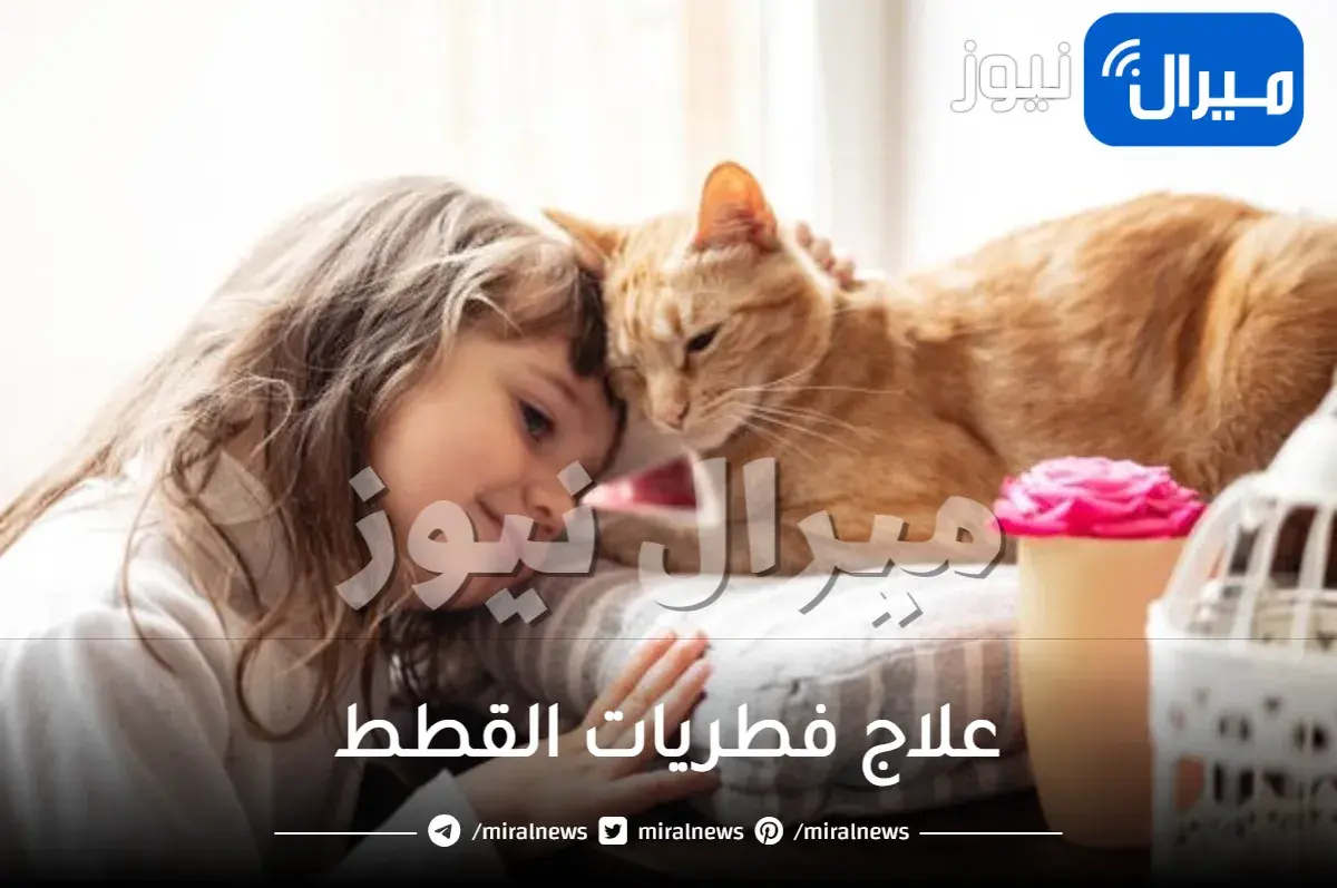 علاج فطريات القطط بالاعشاب