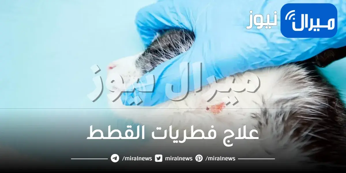 علاج فطريات القطط وأعراضه وكيفية علاجه