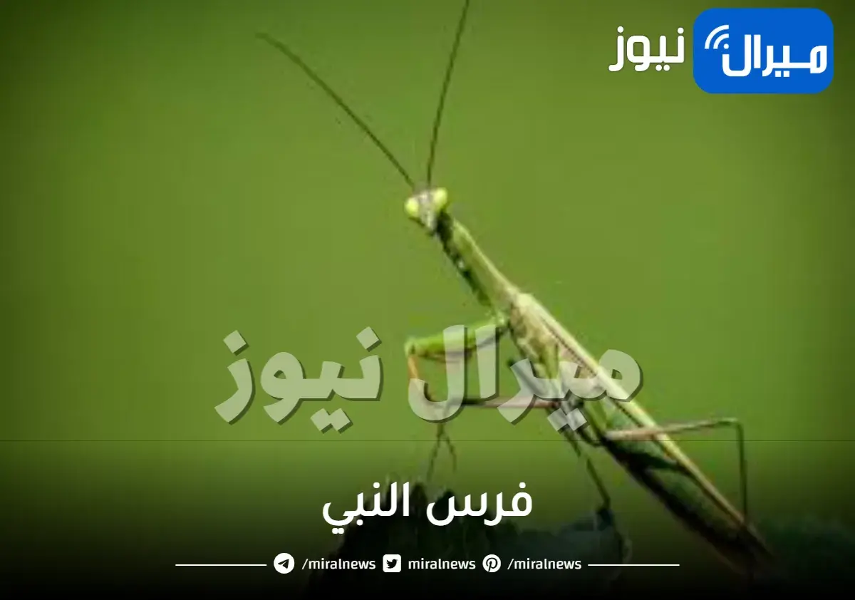 فرس النبي