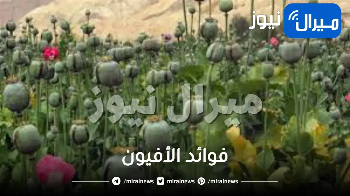 فوائد الأفيون للمعدة ولمرضى السكر وللشعر