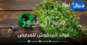 فوائد البردقوش للمبايض