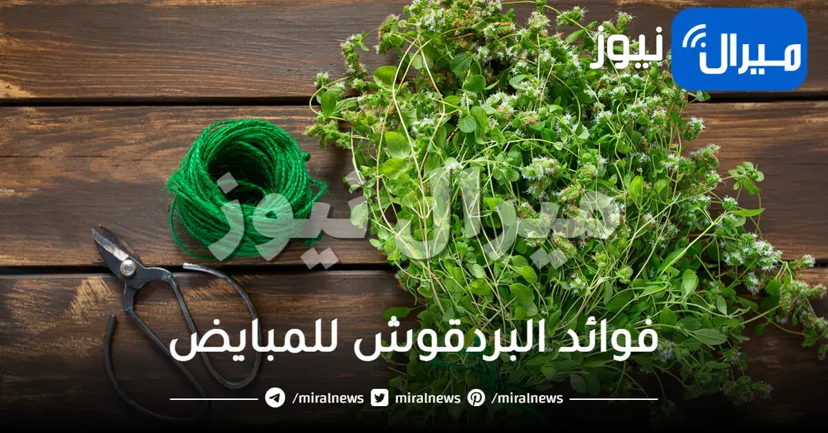 فوائد البردقوش للمبايض