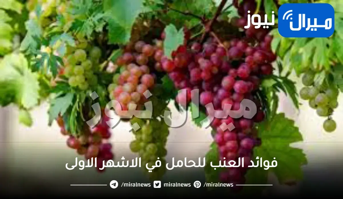 فوائد العنب للحامل في الاشهر الاولى