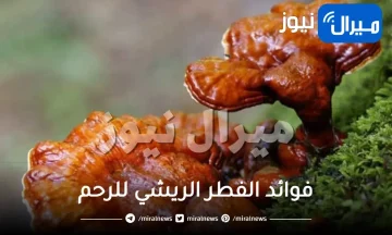فوائد الفطر الريشي للرحم