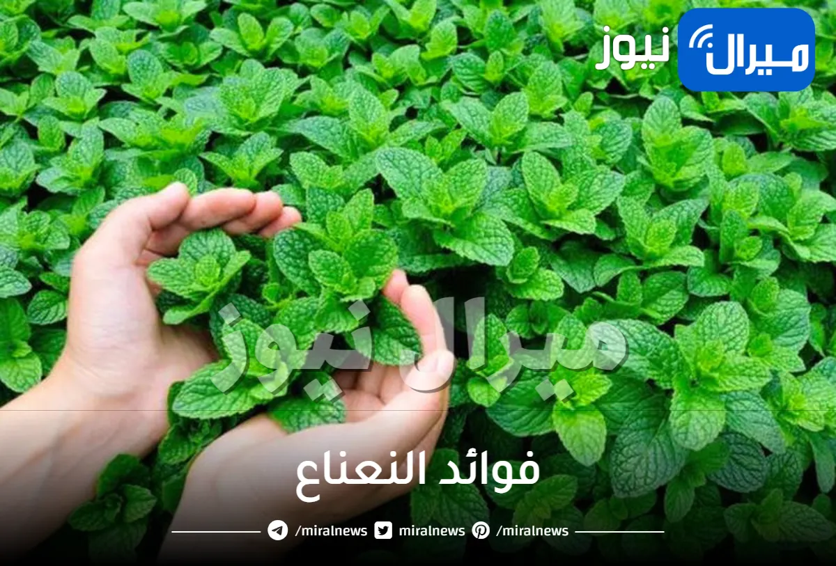 15 فائدة من فوائد النعناع للجسم