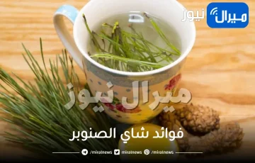 فوائد شاي الصنوبر