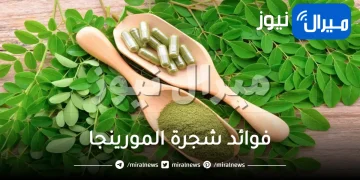 ماهي فوائد شجرة المورينجا