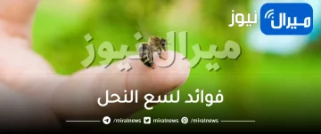 فوائد لسع النحل للاعصاب وعلاج المفاصل وتقوية المناعة العامة للجسم