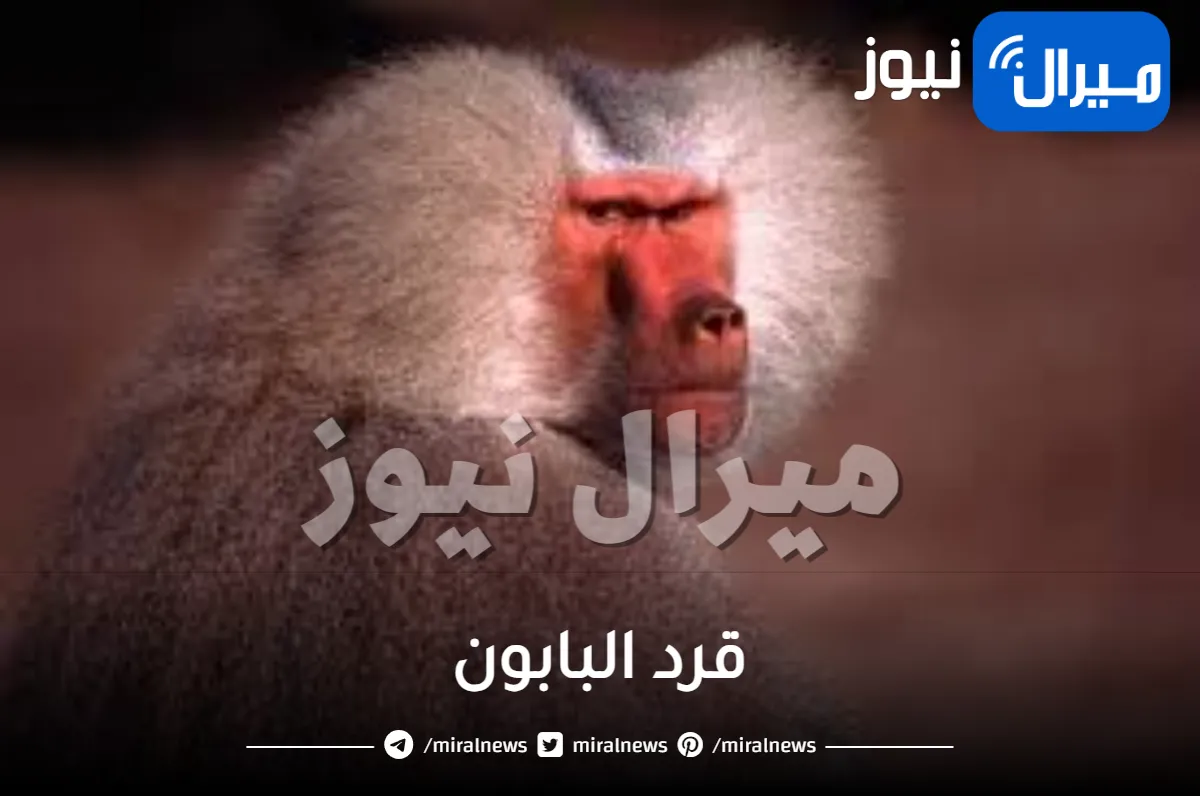 قرد البابون ومعلومات تعرفها للمرة الأولى