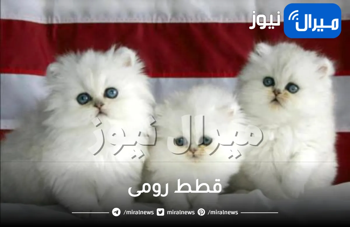 جميع المعلومات عن قطط رومى