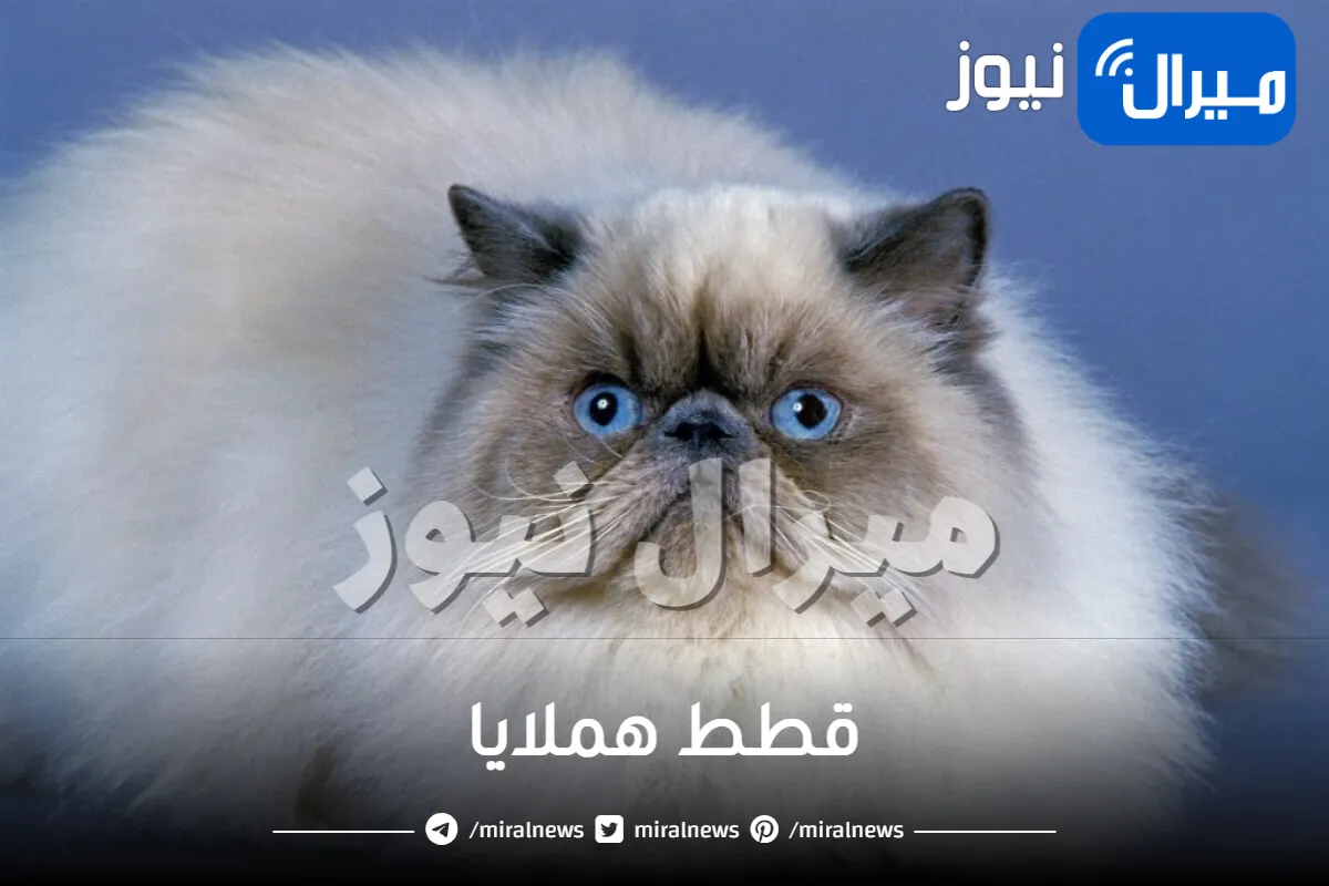 جميع المعلومات عن قطط هملايا