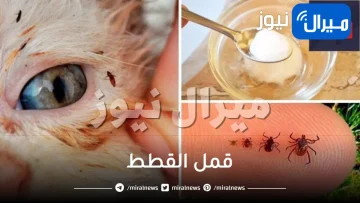 قمل القطط
